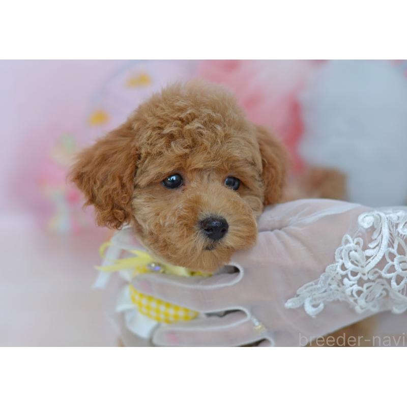 販売中の埼玉県のタイニープードル-418690の11枚目