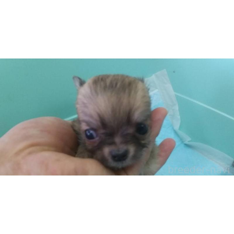 販売中の愛知県のチワワ(ロングコート)-425671の2枚目