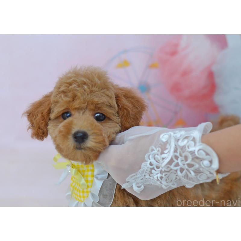 販売中の埼玉県のタイニープードル-418690の10枚目