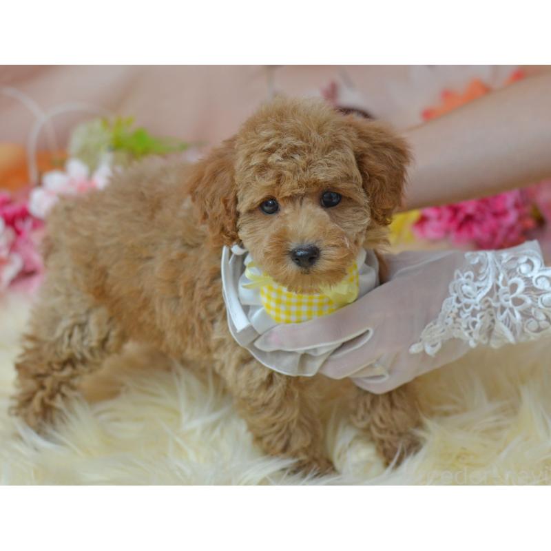 販売中の埼玉県のタイニープードル-418690の8枚目