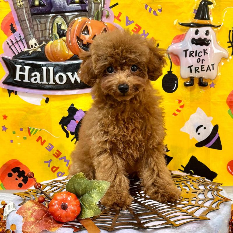 販売中の愛知県のティーカッププードル-425673の3枚目