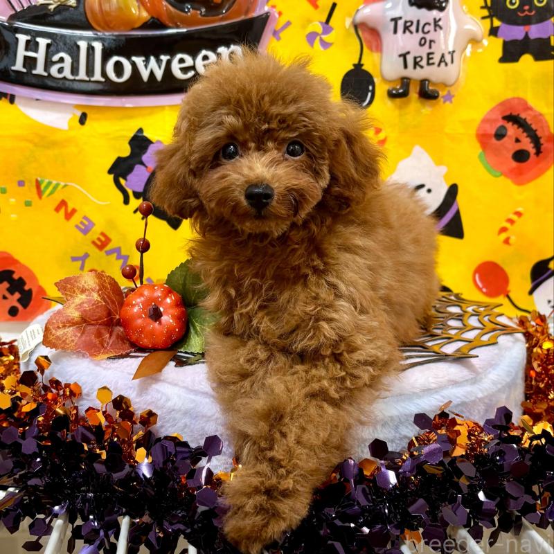 販売中の愛知県のティーカッププードル-425673の2枚目