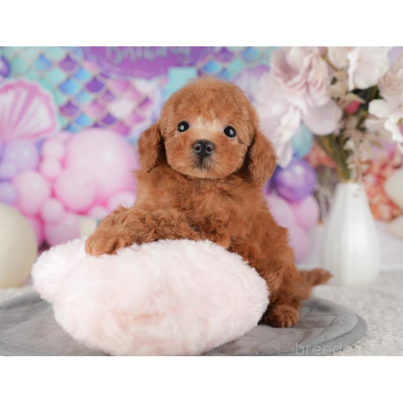 販売中の茨城県のタイニープードル-425799の7枚目