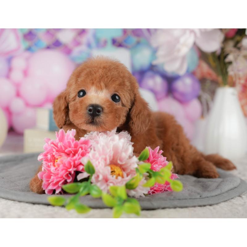 販売中の茨城県のタイニープードル-425799の6枚目