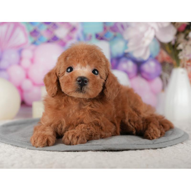 販売中の茨城県のタイニープードル-425799の4枚目