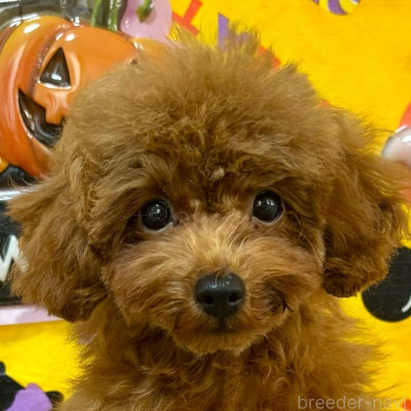 販売中の愛知県のティーカッププードル-425673の1枚目