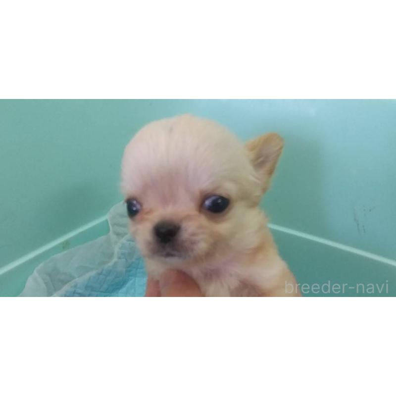 販売中の愛知県のチワワ(ロングコート)-425672