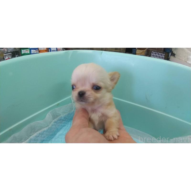 販売中の愛知県のチワワ(ロングコート)-425672の3枚目