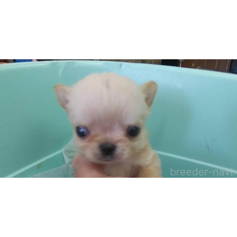 販売中の愛知県のチワワ(ロングコート)-425672の2枚目