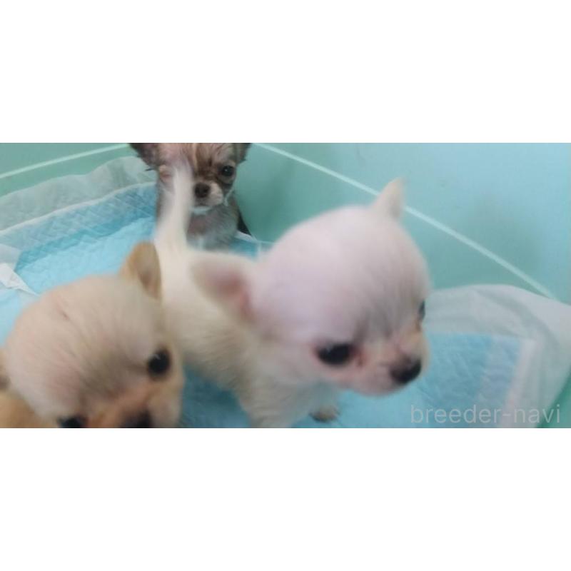 販売中の愛知県のチワワ(ロングコート)-425674の2枚目