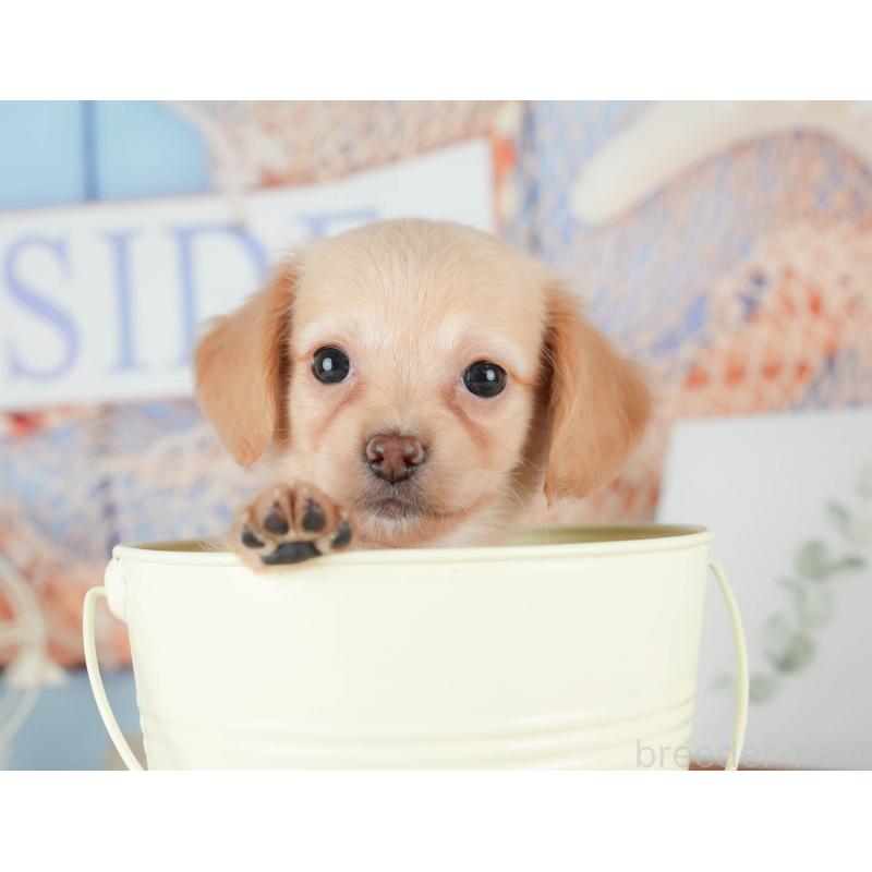 販売中の茨城県のチワックス:チワワ×ミニチュアダックスフンド-425801の12枚目