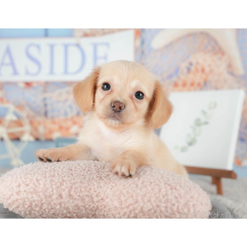 販売中の茨城県のチワックス:チワワ×ミニチュアダックスフンド-425801の11枚目