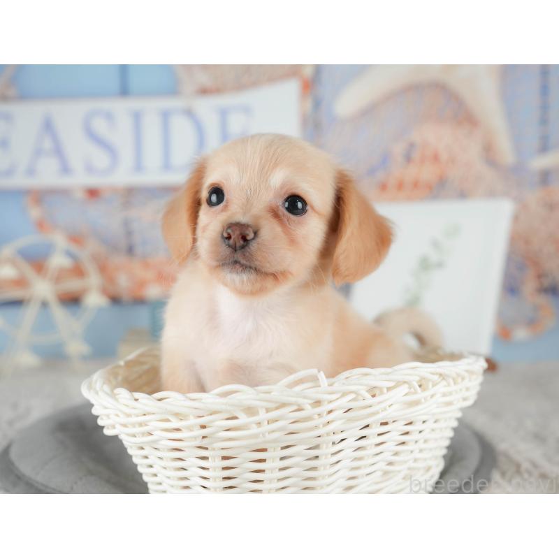 販売中の茨城県のチワックス:チワワ×ミニチュアダックスフンド-425801の9枚目