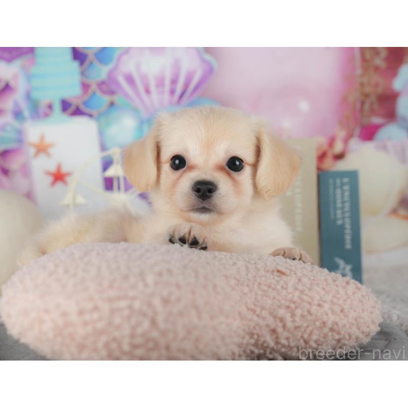 販売中の茨城県のチワックス:チワワ×ミニチュアダックスフンド-425805の12枚目