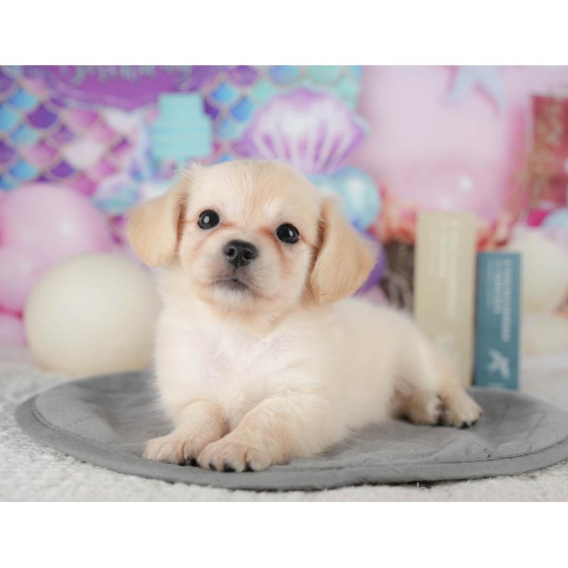 販売中の茨城県のチワックス:チワワ×ミニチュアダックスフンド-425805の11枚目