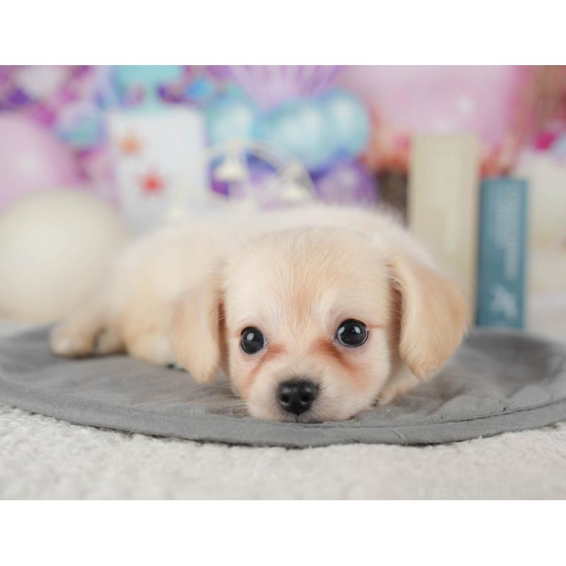 販売中の茨城県のチワックス:チワワ×ミニチュアダックスフンド-425805の10枚目