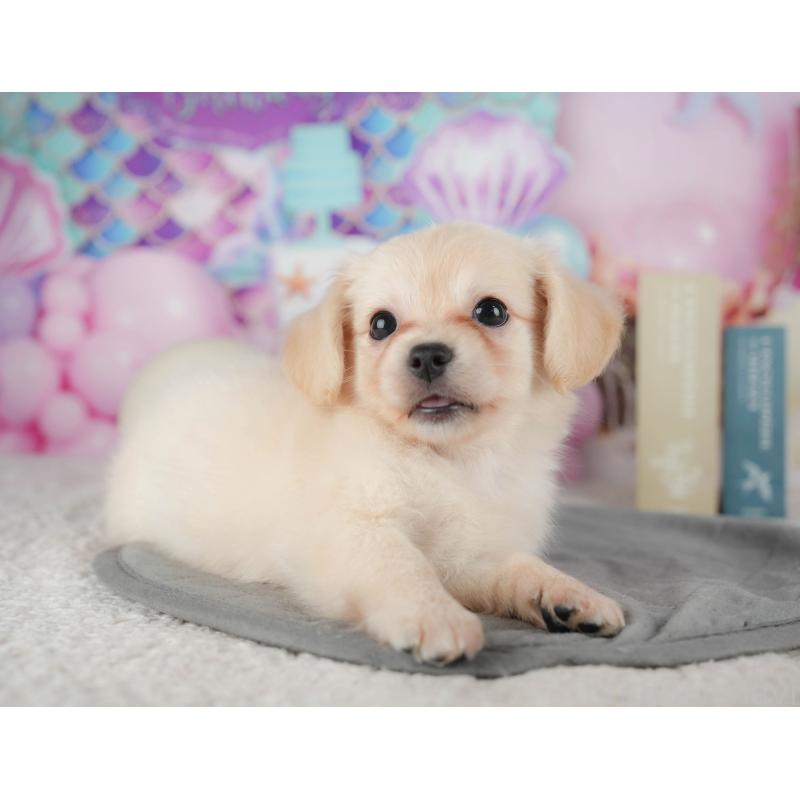 販売中の茨城県のチワックス:チワワ×ミニチュアダックスフンド-425805の7枚目