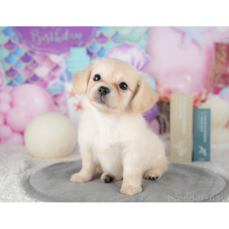 販売中の茨城県のチワックス:チワワ×ミニチュアダックスフンド-425805の6枚目