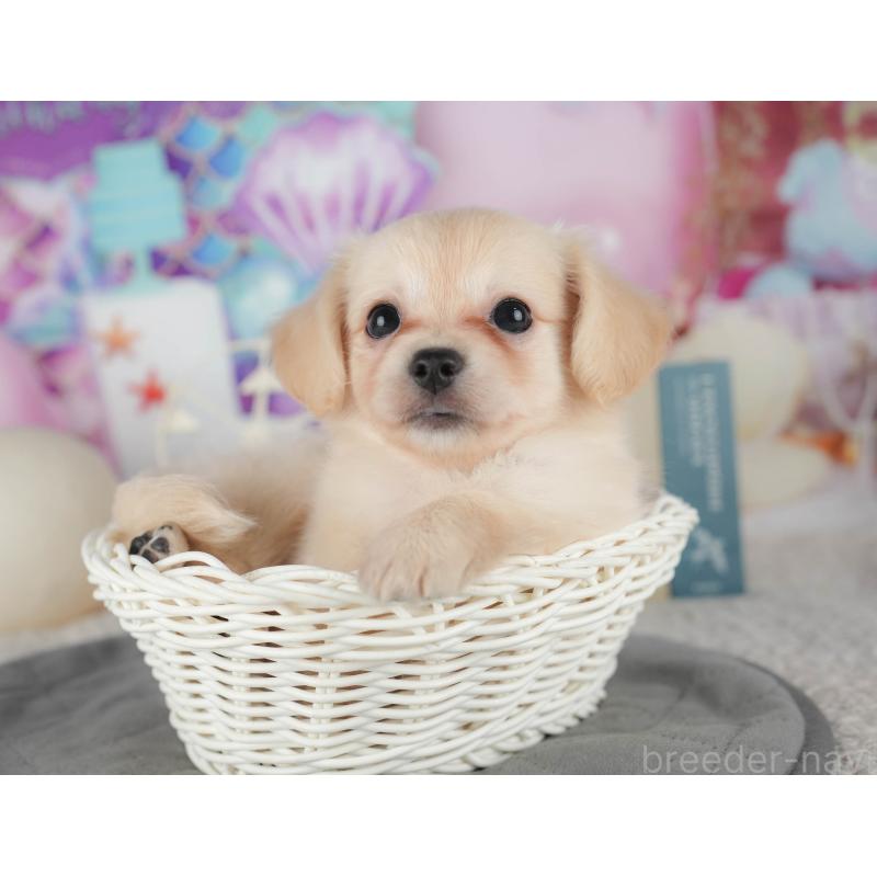 販売中の茨城県のチワックス:チワワ×ミニチュアダックスフンド-425805の4枚目