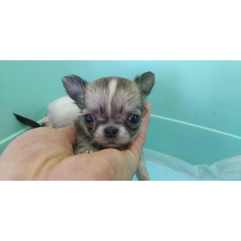 販売中の愛知県のチワワ(ロングコート)-425675