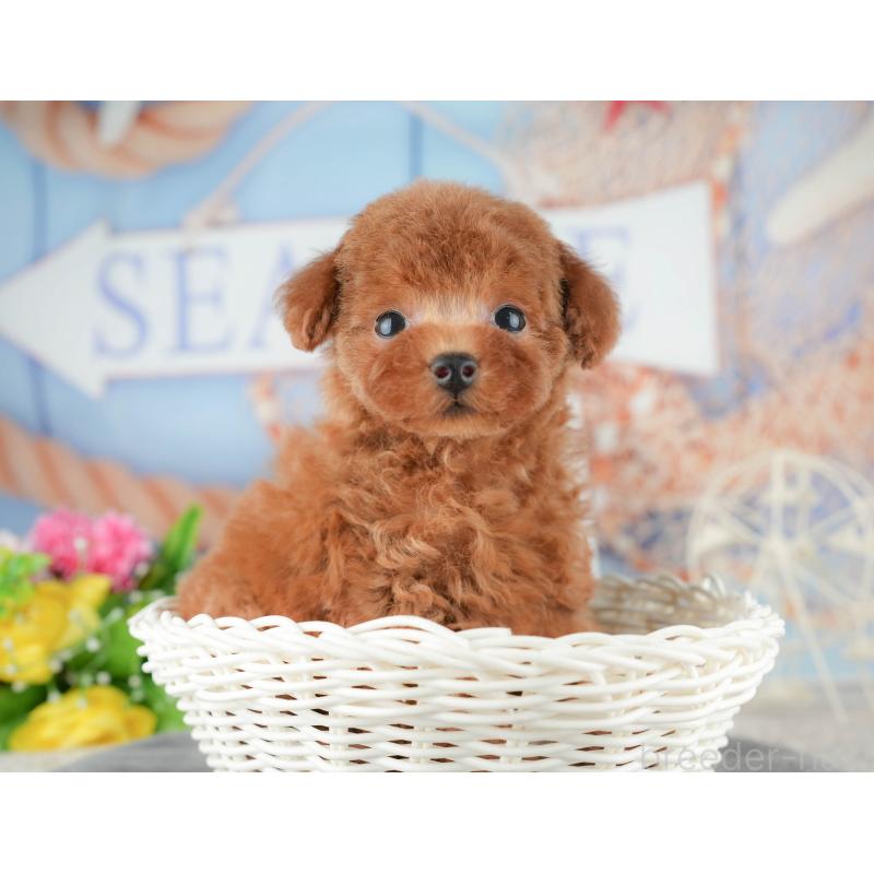 販売中の茨城県のトイプードル-425807の11枚目