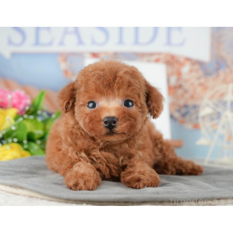 販売中の茨城県のトイプードル-425807の10枚目