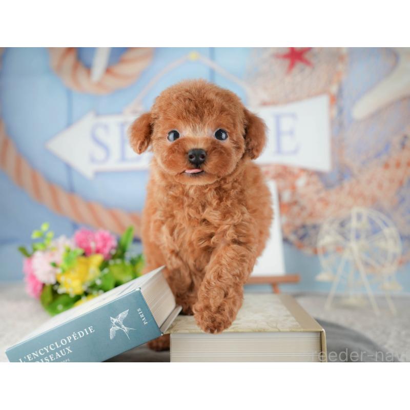 販売中の茨城県のトイプードル-425807の9枚目