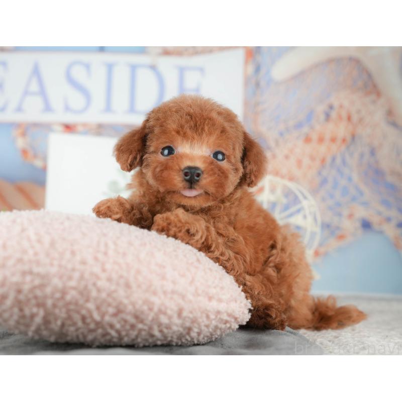 販売中の茨城県のトイプードル-425807の8枚目