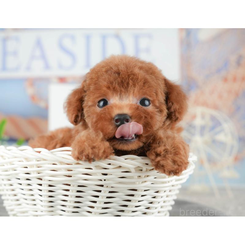 販売中の茨城県のトイプードル-425807の6枚目