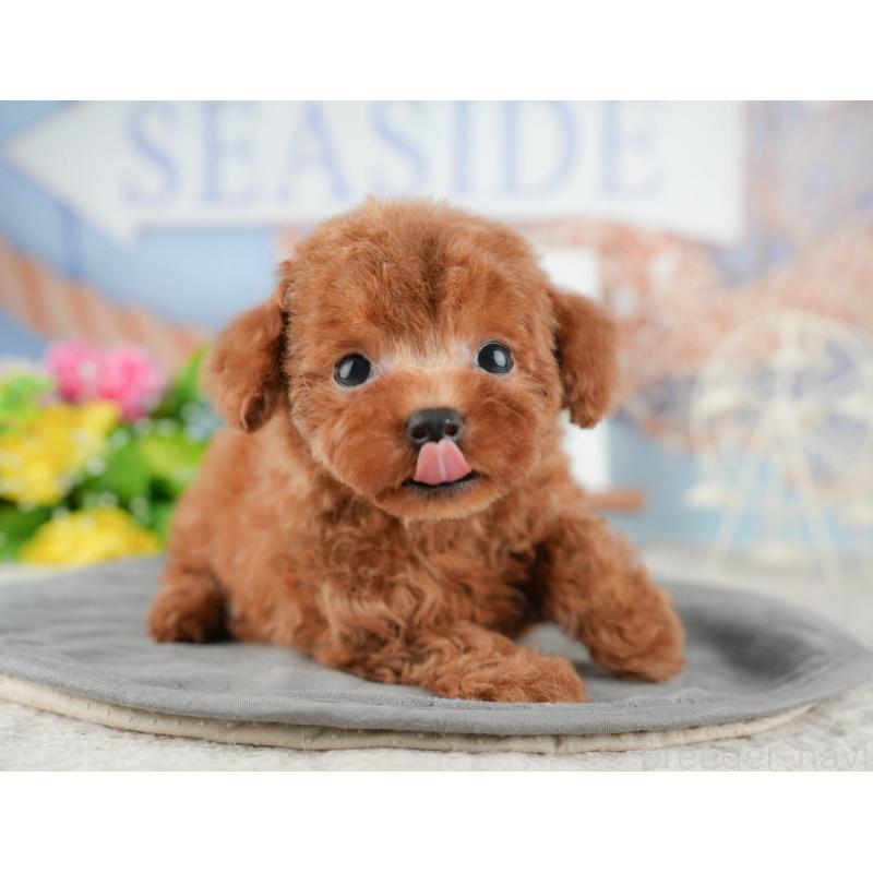 販売中の茨城県のトイプードル-425807の3枚目