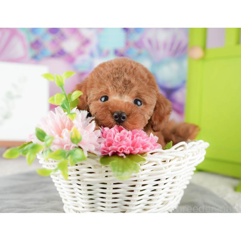 販売中の茨城県のトイプードル-425808の12枚目