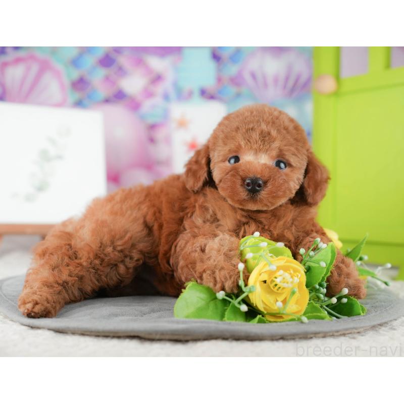 販売中の茨城県のトイプードル-425808の11枚目