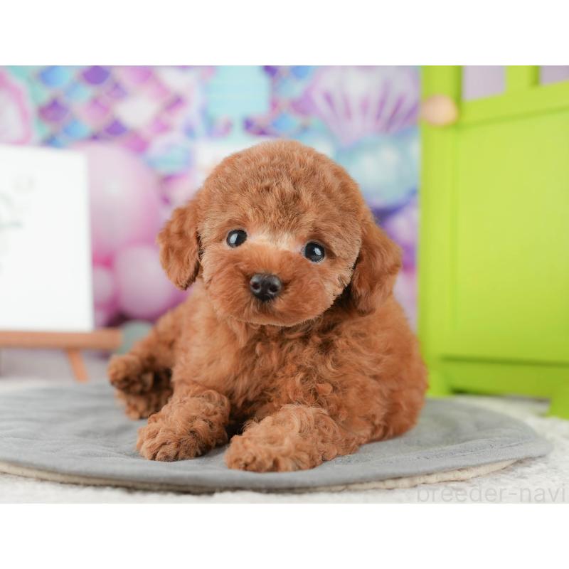 販売中の茨城県のトイプードル-425808の10枚目