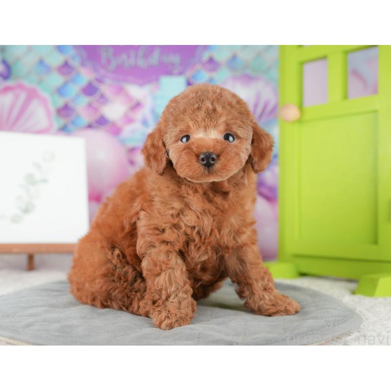 販売中の茨城県のトイプードル-425808の9枚目