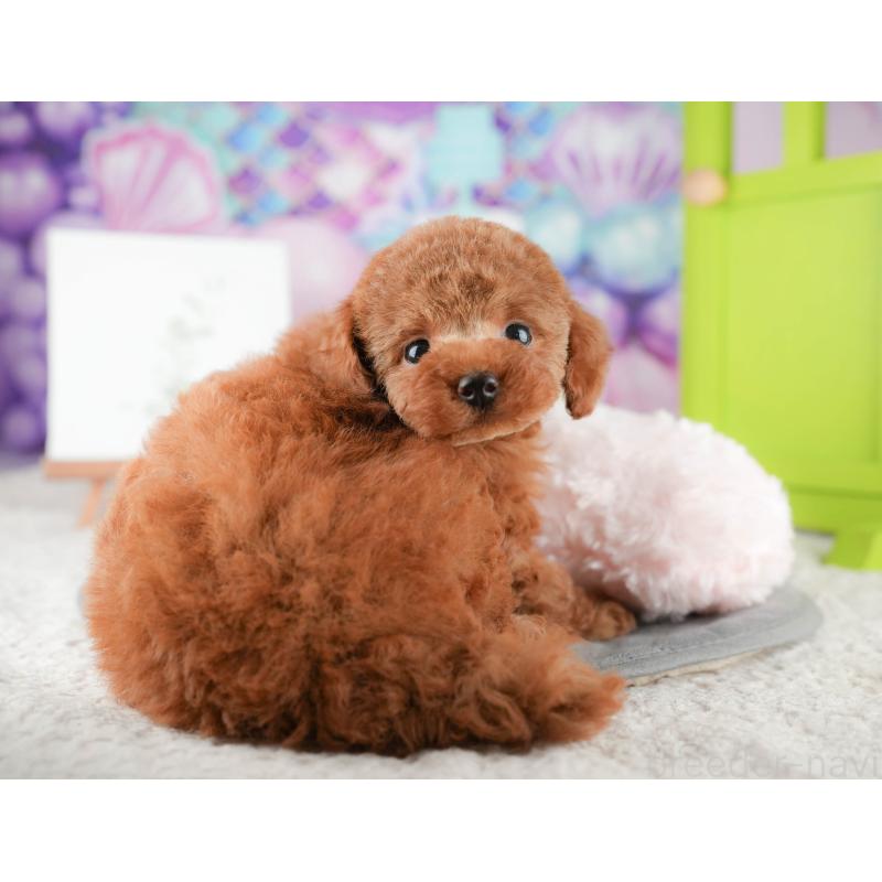 販売中の茨城県のトイプードル-425808の8枚目