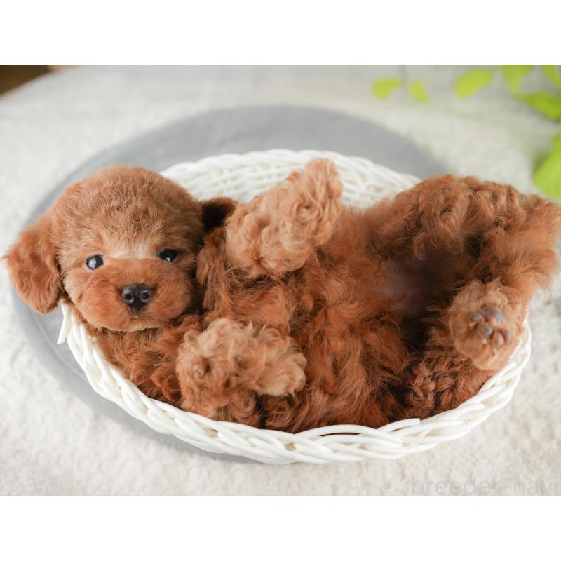 販売中の茨城県のトイプードル-425808の7枚目