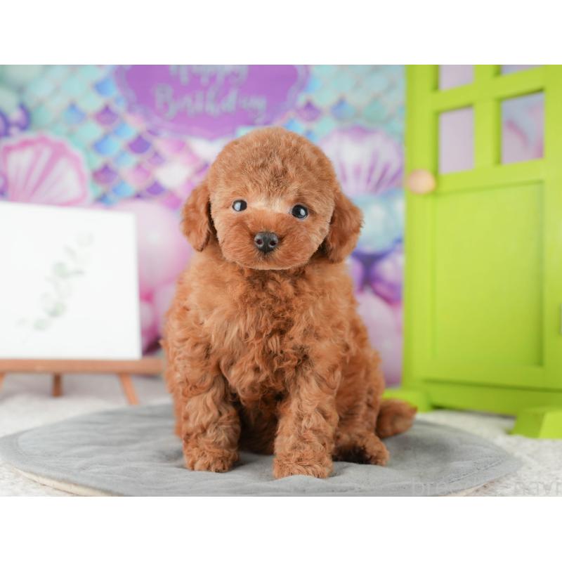 販売中の茨城県のトイプードル-425808の6枚目