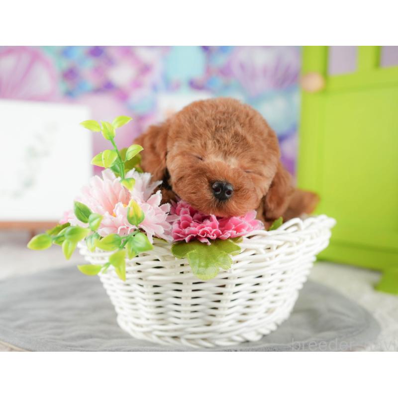 販売中の茨城県のトイプードル-425808の5枚目