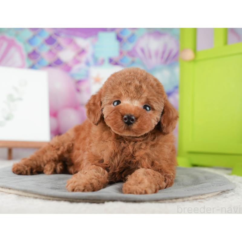 販売中の茨城県のトイプードル-425808の4枚目