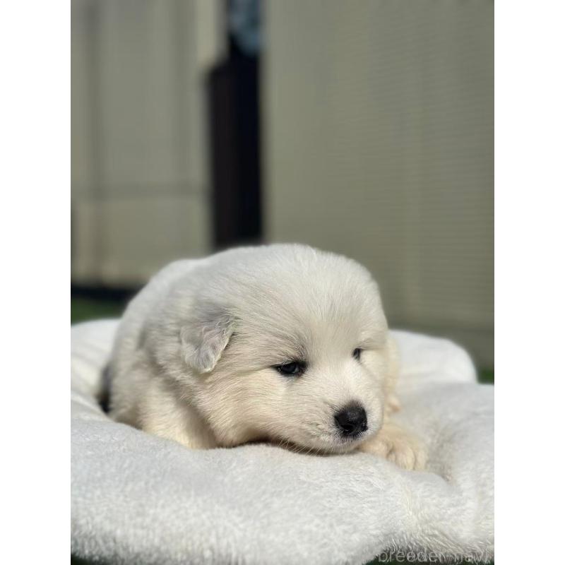 販売中の栃木県のサモエド-425676の6枚目