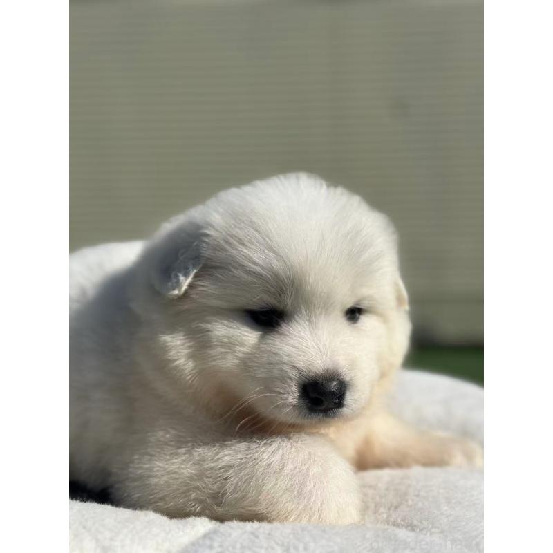 販売中の栃木県のサモエド-425676の5枚目