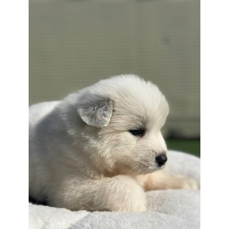 販売中の栃木県のサモエド-425676の4枚目