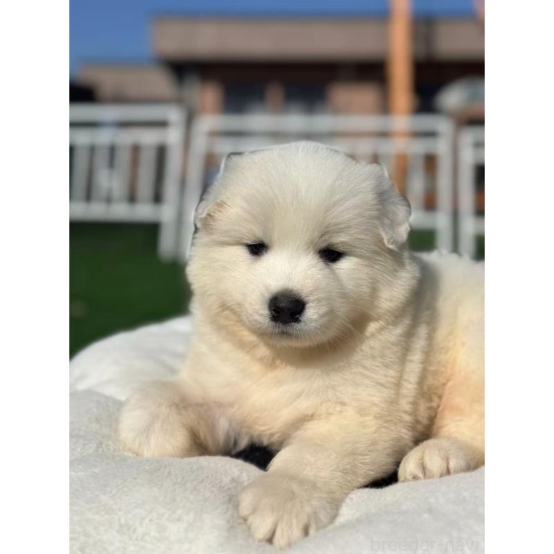 販売中の栃木県のサモエド-425676の2枚目