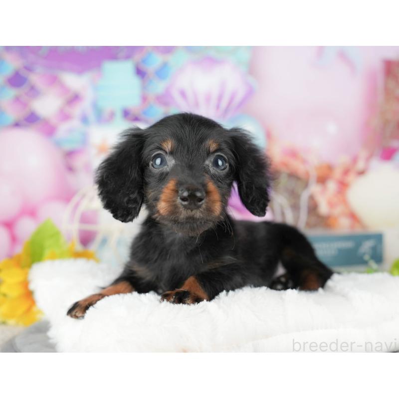 販売中の茨城県のカニンヘンダックスフンド(ロングヘアード)-425810の12枚目