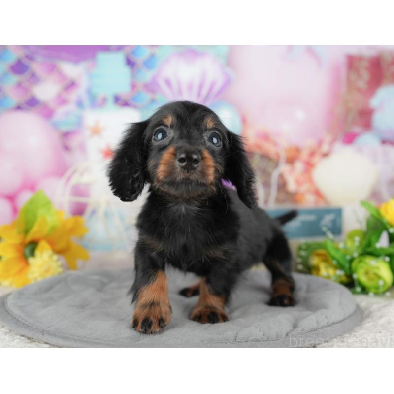 販売中の茨城県のカニンヘンダックスフンド(ロングヘアード)-425810の11枚目