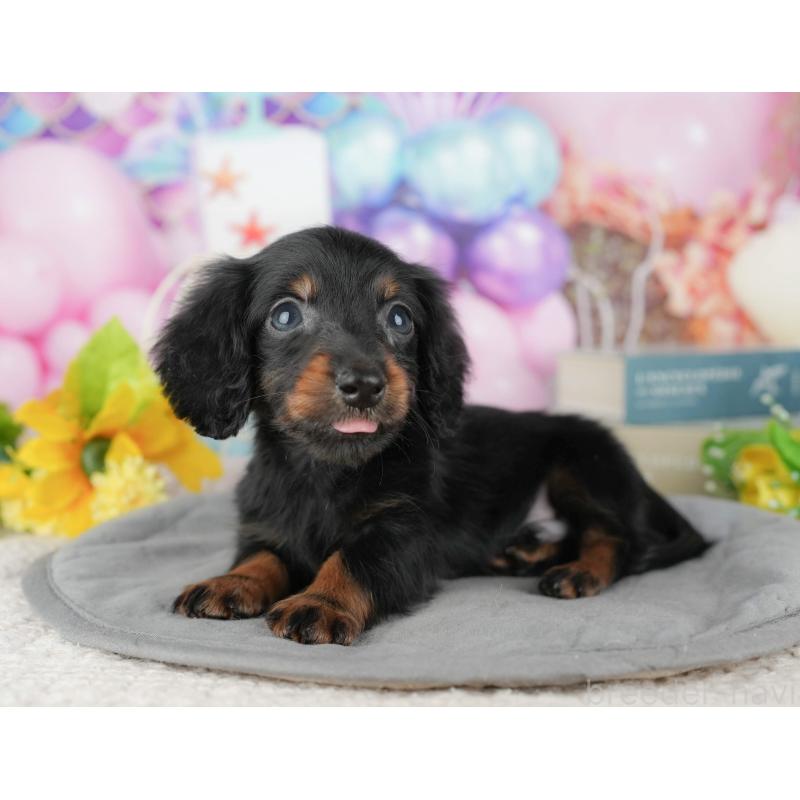 販売中の茨城県のカニンヘンダックスフンド(ロングヘアード)-425810の10枚目