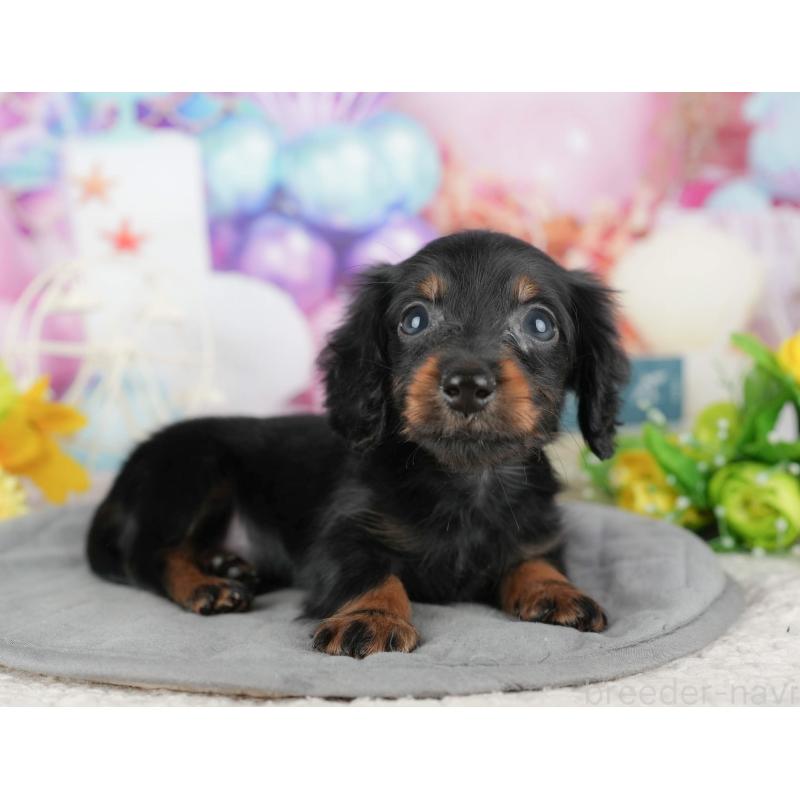 販売中の茨城県のカニンヘンダックスフンド(ロングヘアード)-425810の9枚目