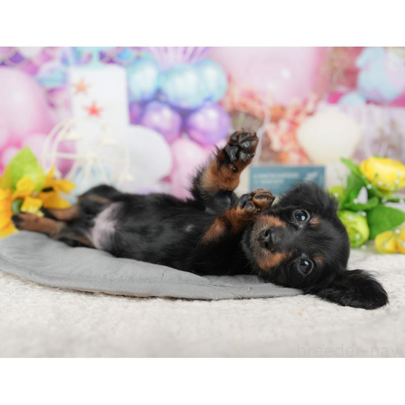 販売中の茨城県のカニンヘンダックスフンド(ロングヘアード)-425810の8枚目