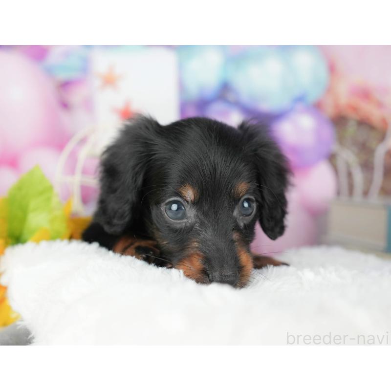 販売中の茨城県のカニンヘンダックスフンド(ロングヘアード)-425810の7枚目