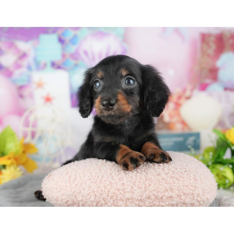 販売中の茨城県のカニンヘンダックスフンド(ロングヘアード)-425810の6枚目